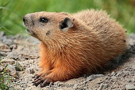 Marmota monax UL 04