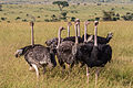 Ostrich herd (S. camelus massaicus)