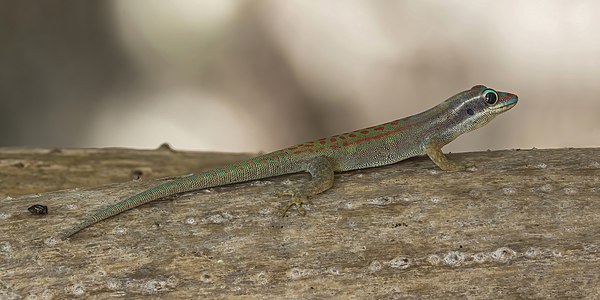 Mauritius ornate day gecko, by Charlesjsharp