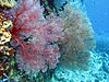 Knotted fan coral