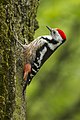 Middle-spotted woodpecker