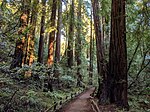 Les bois de Muir où Will emmène régulièrement César en promenade.