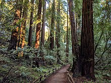 Une forêt de grands arbres.