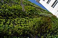 Vertical garden of the Arche du rond point du Grand Théâtre de Provence, in Aix-en-Provence (2008).