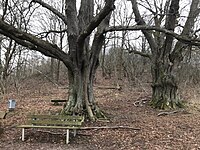 2 Linden östlich des Kartoffelsteins in Göttingen-Herberhausen