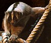 A small, nocturnal primate with a distinct stripe down its back and over its eyes sits crouched with a hand on a nearby piece of rope.