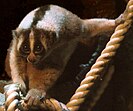 Javan slow loris