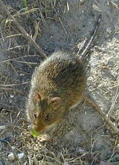 Description de l'image Oryzomys palustris Paynes.jpg.