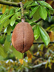 File:Pachira aquatica (fruit) edit1.jpg