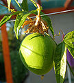 Maypop