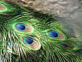 Image 37The brilliant iridescent colours of the peacock's tail feathers are created by Structural coloration. (from Animal coloration)