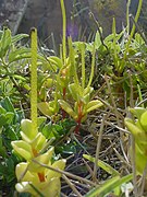 Peperomia glabella