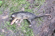 Gray opossum