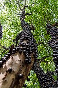 Jabuticaba (Plinia cauliflora)