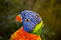 Rainbow Lorikeet at Edinburgh Zoo