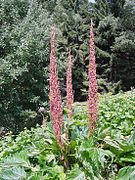 Rheum palmatum L.