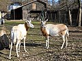 Sabljorogi oriksi žive samo u zoološkim vrtovima, u prirodi su izumrli