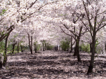 Sakura