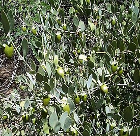 Vuohenpuksio eli jojoba (Simmondsia chinensis)