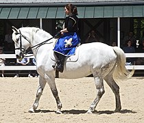 Lo spagnolo normanno, incrocio di Percheron e andaluso derivante da un'esperienza americana di ricostituzione del destriero.