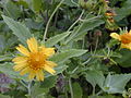 The flower of Verbesina encelioides at near camp of Kure Atoll