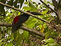 Stripe-billed aracari