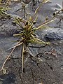 Шильник водяной (Subularia aquatica)