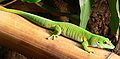 Phelsuma madagascariensis grandis, Gekkonidae