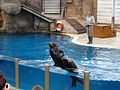 California sea lion performing at Seals for the Wild show