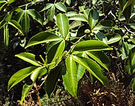 Toddalia asiatica (plante-hôte)