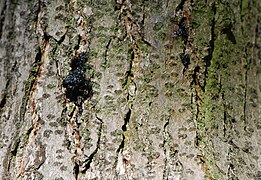 T. vernicifluum, tronc exsudant de la sève, Arboretum de Paris