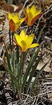 Tulipa clusiana