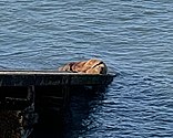 Wally the Walrus on the lifeboat station slipway.