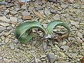 Welwitschia mirabilis, plantă tânără