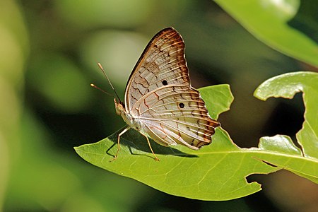 Anartia jatrophae, by Charlesjsharp