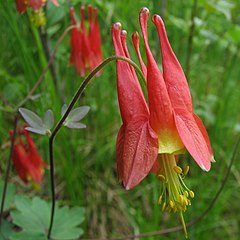 Aquilegia canadensis[англ.]