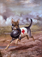 Mercy dog carrying a soldier's helmet (1918)