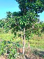 Espécimen joven del árbol de Pouteria caimito en la amazonia peruana.