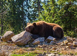 A bear in Synevyr National Nature Park