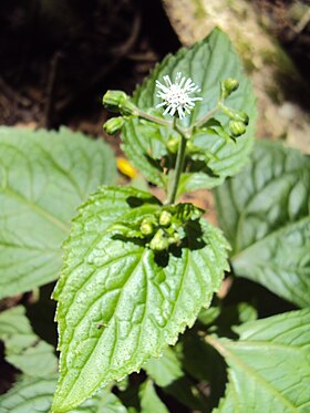 Adenostemma lavenia