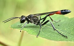 Ammophila sabulosa