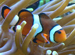 A. percula entre los tentáculos de Heteractis magnifica