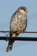 Female Amur falcon, Huanzidong Reservoir(獾子洞水库), Liaoning, China, at the start of autumn migration