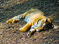 An Indian tiger
