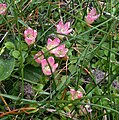 bog pimpernel