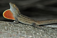 Description de l'image Anolis_sagrei.jpg.