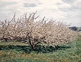 Apple trees in blossom near Walsh.