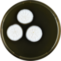 Aspergillus polyporicola growing on MEAOX plate