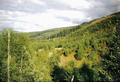 A picture of the forests above Balnain in 1999.