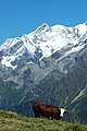 Abondance aux Contamines-Montjoie.